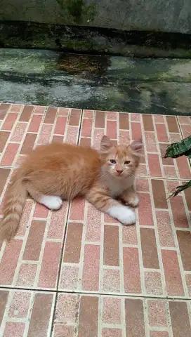 Lepas adopt kitten mix dome