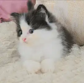 Kitten 2 bulan lucu