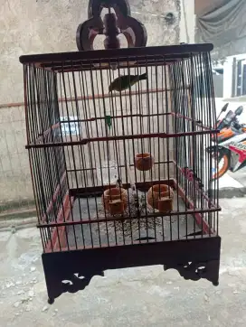 Burung Pleci dan sangkar jati.hrg Nett