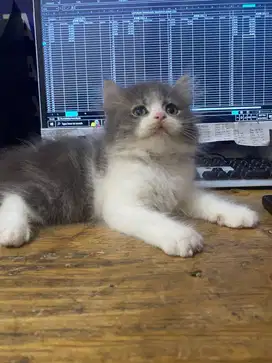 DIJUAL ANAK KUCING / PERSIA X ANGGORA PEAK NOSE