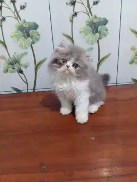 Kucing Persia Bicolor
