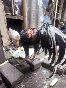 Ayam Bangkok mantap