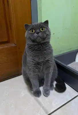 KUCING SCOTTISH FOLD BRITISH SHORTHAIR PED WCF BETINAA