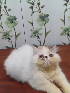Kucing Persia Peaknose Calico