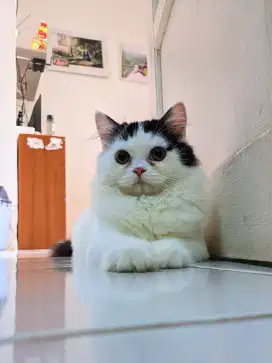Kucing munchkin ns