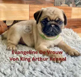JUAL ANAKAN PUG