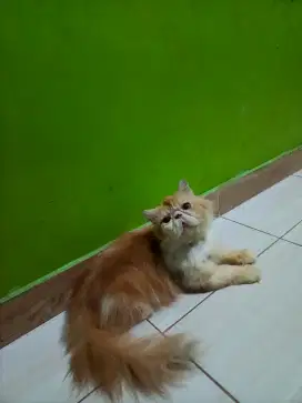 Kucing pesek peaknose persia