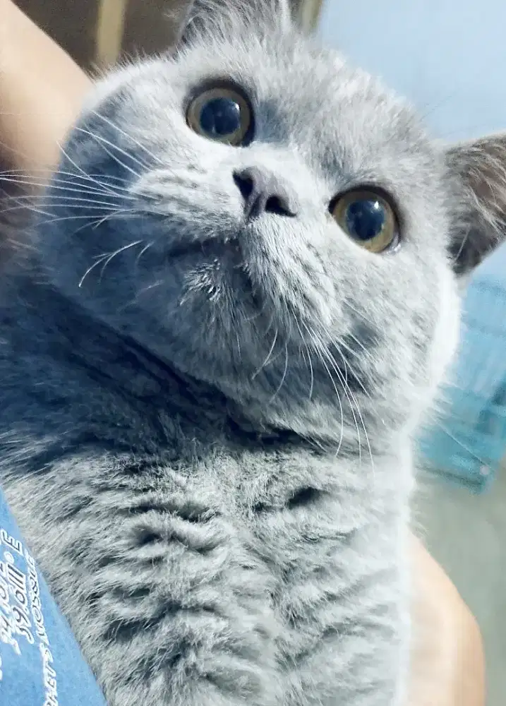 BSH British short hair jantan