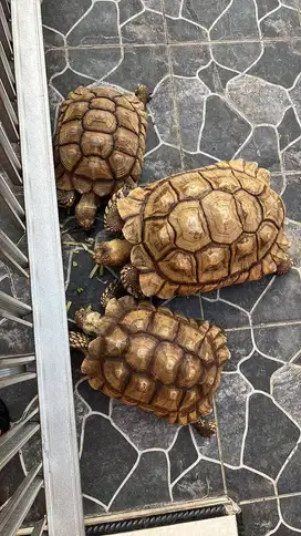 Kura-kura sulcata