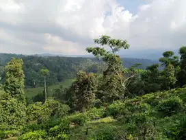 Dijual tanah kebun view persawahan dan pegunungan