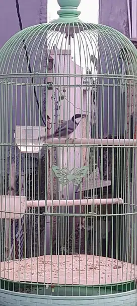 Jual edisi bosen.
