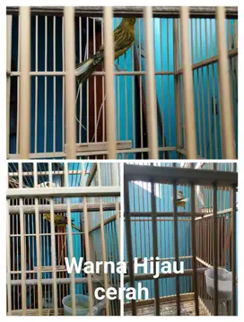 Jual burung kenari muda gacor parah , warna hijau cerah , usia 8 bulan