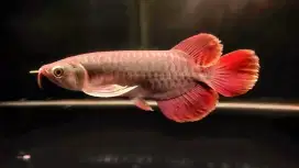 Arwana SR Slayer -/+25cm