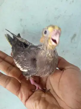 Burung falk lolohan