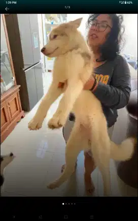 Anjing husky mix malamute big bone