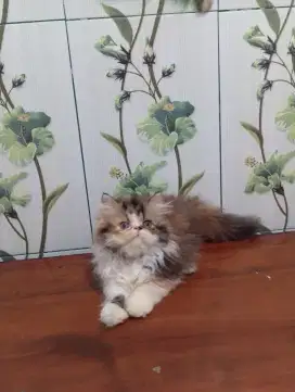 Kucing Persia Pesek