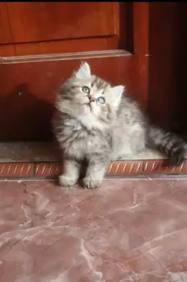Kitten bulu kapas longhair