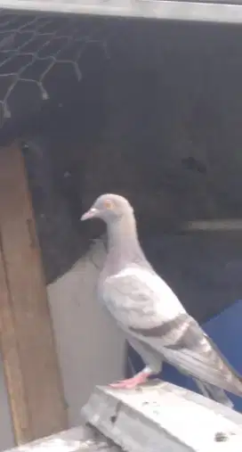 merpati ternakan