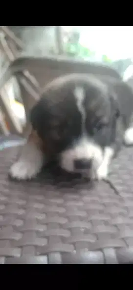 Anak anjing usia 1 bulan