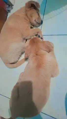 Golden mix labrador
