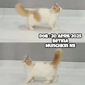 Kucing Munchkin NS (Kaki Normal Mix Maine Coon)