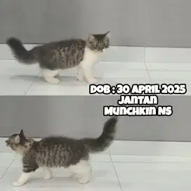 Kucing Munchkin NS (Kaki Normal Mix Maine Coon)