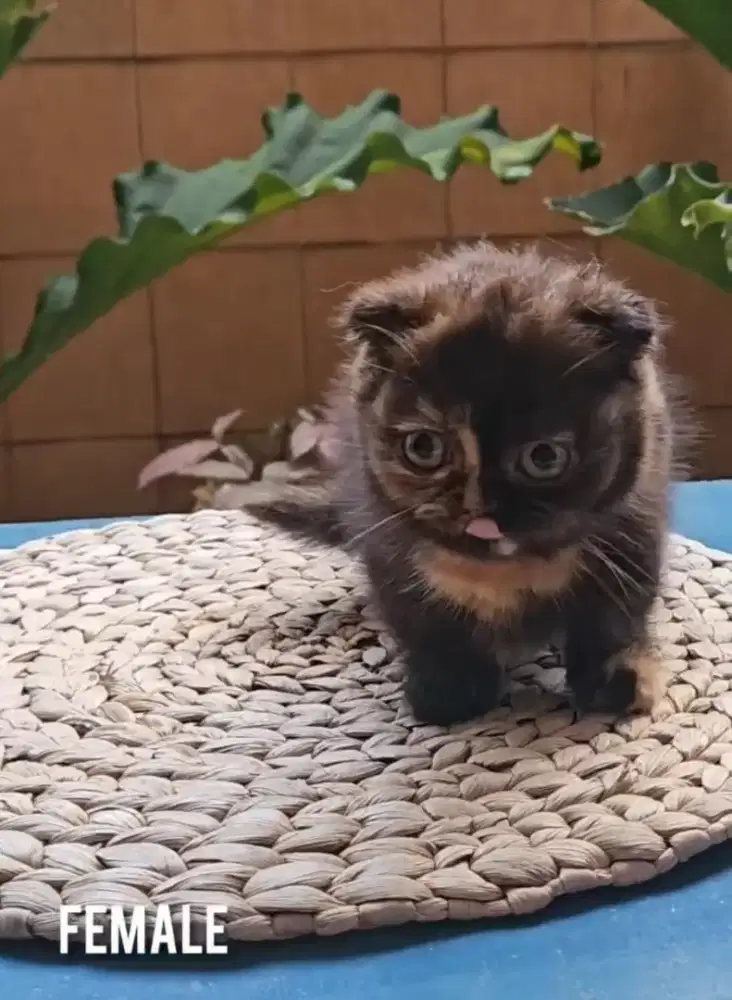 Munchkin Fold Betina 3.5 bulan