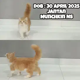 Kucing Munchkin NS (Kaki Normal Mix Maine Coon)