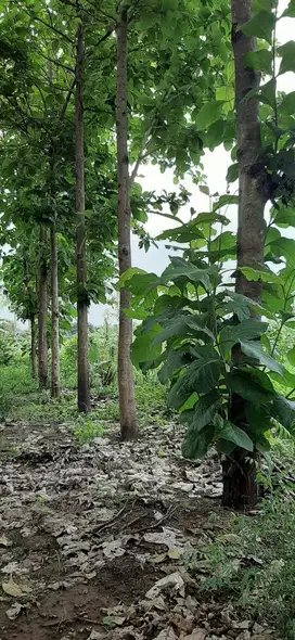 Tanah Dijual, Prospektif