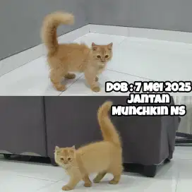 Kucing Munchkin NS (Kaki Normal)