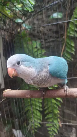 Monk parakeet Quaker parrot blue jinak
