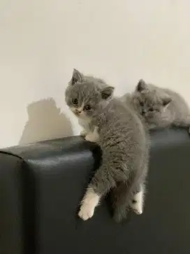 Kucing british short hair