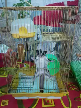 Sugar Glider full set