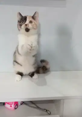 Scotish straight calico