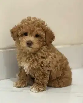 open for sale poodle puppies‼️