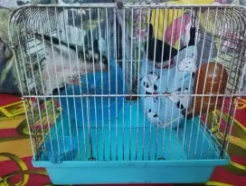 Sugar glider full set