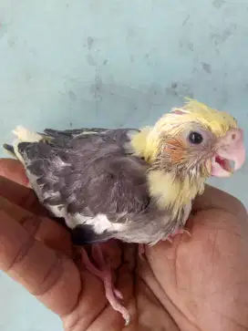 Seekor burung falk loloh