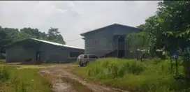 Kandang Ayam luas 30.000 m2 Subang Jawa barat