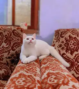 Kucing British white solid betina