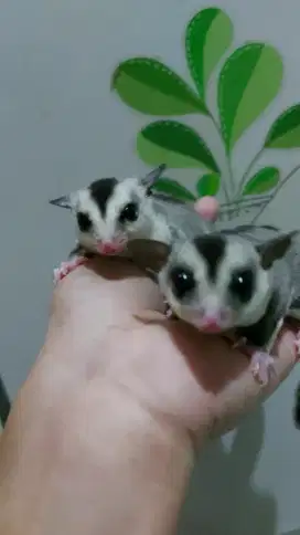 Sugar glider WF x CG