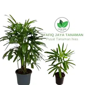 Tanaman hias indoor palem regu bibit tanaman hias