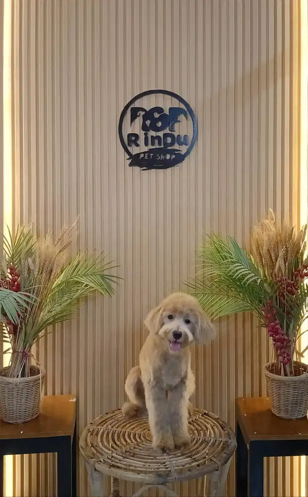 Dijual Poodle coklat susu