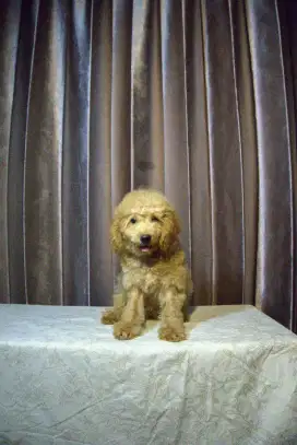puppies apricot toy poodle
