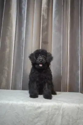 puppies black toy poodle