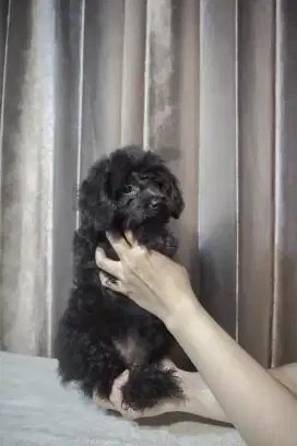 anak anjing black toy poodle