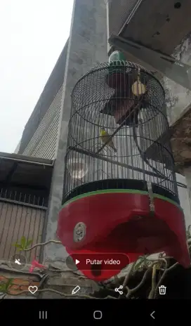 Mozambik gacor plus kandang ebod