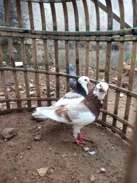 burung merpati kolong