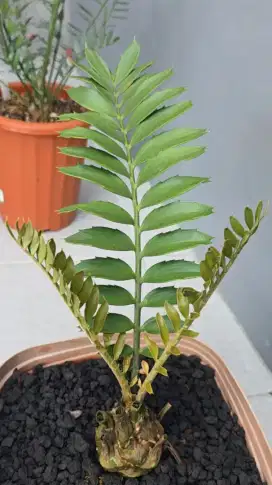 Encephalartos FEROX Siap Pajang di BEKASI