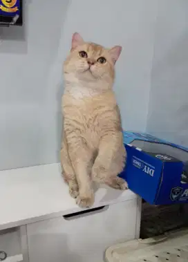 BRITISH SHORTHAIR / BSH GOLDEN