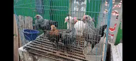 Anakan Ayam Ketawa 6 ekor
